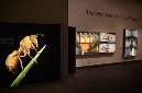 Wasp_exhibition__DSC3484